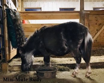Mini-Mule Rudy